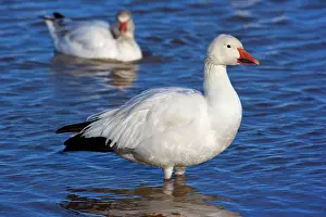 Apache: 80188089 Snow / Blue Goose Bosque del Apache National