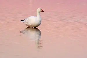 Apache: 80188091 Snow / Blue Goose Bosque del Apache National