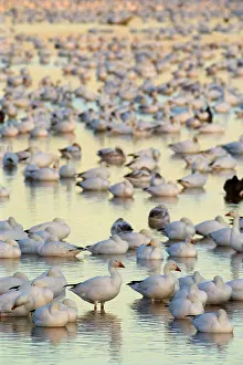 Wintering: 80188092 Snow / Blue Goose - flock of wintering