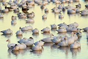 Wintering: 80188093 Snow / Blue Goose - flock of wintering