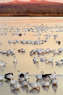 Wintering: 80188094 Snow / Blue Goose - flock of wintering