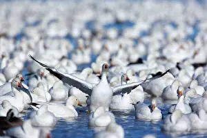 Wintering: 80188095 Snow / Blue Goose - flock of wintering