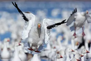Wintering: 80188096 Snow / Blue Goose - flock of wintering