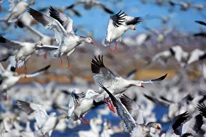 Wintering: 80188097 Snow / Blue Goose - flock of wintering