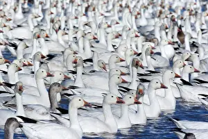 Wintering: 80188098 Snow / Blue Goose - flock of wintering