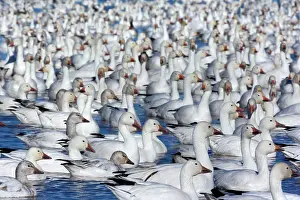 Wintering: 80188099 Snow / Blue Goose - flock of wintering