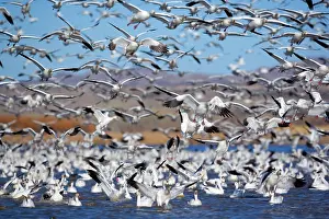 Wintering: 80188100 Snow / Blue Goose - flock of wintering