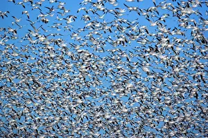Wintering: 80188101 Snow / Blue Goose - flock of wintering