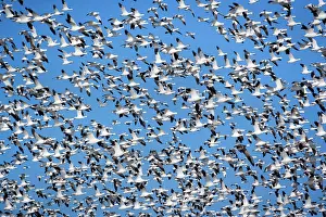 Wintering: 80188102 Snow / Blue Goose - flock of wintering