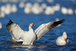Apache: 80188103 Snow / Blue Goose Bosque del Apache National