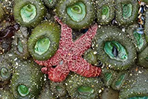 Ochraceous: 80188109 Ochraceous Starfish and Giant Green Anemone