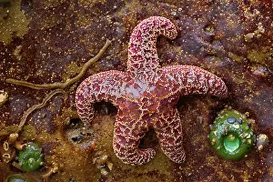 Ochraceous: 80188110 Ochraceous Starfish and Giant Green Anemone