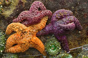 Ochraceous: 80188111 Ochraceous Starfish and Giant Green Anemone