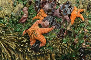 Ochraceous: 80188112 Ochraceous Starfish and Giant Green Anemone