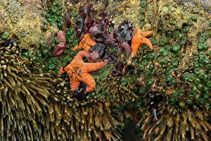 Ochraceous: 80188113 Ochraceous Starfish and Giant Green Anemone