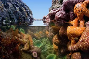 Ochraceous: 80188115 Ochraceous Starfish and Giant Green Anemone