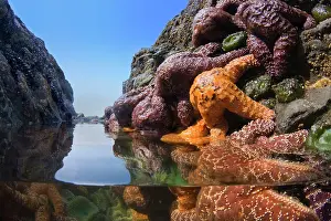 Ochraceous: 80188116 Ochraceous Starfish and Giant Green Anemone