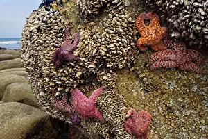Barnacle: 80188117 Ochraceous Starfish and Goose Neck Barnacle