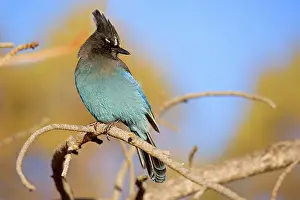 Bryce: 80188118 Steller's Jay - an adult male Bryce Canyon
