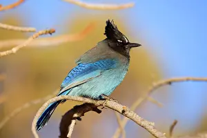 Bryce: 80188119 Steller's Jay - an adult male Bryce Canyon