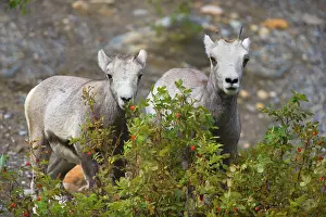 Thinhorn: 80188122 Stone / Thinhorn Sheep - two young adult
