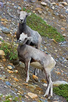 Thinhorn: 80188123 Stone / Thinhorn Sheep - two adult sheep