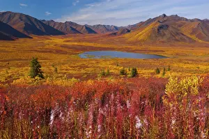Tombstone: 80188180 Tombstone Mountains - colourful autumn