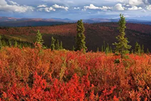 Highway: 80188181 Top of the World Highway - colourful tundra