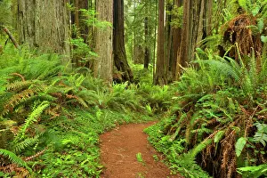 Redwood: 80188195 Hiking trail in redwood forest - hiking