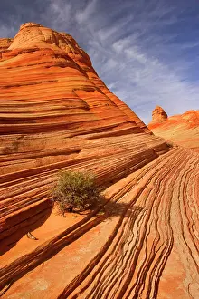 Grows: 80188209 Vermillion Cliffs - little bush grows in