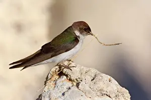 Swallow: 80188214 Violet-green swallow - female adult bird