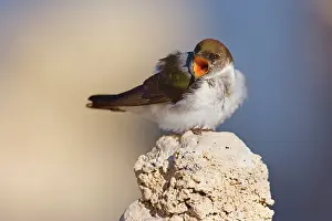 Swallow: 80188215 Violet-green swallow - female adult bird