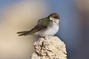 Swallow: 80188216 Violet-green swallow - female adult bird