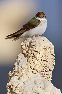 Swallow: 80188218 Violet-green swallow - female adult bird