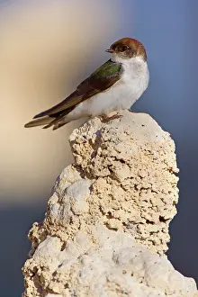Swallow: 80188219 Violet-green swallow - female adult bird