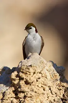 Swallow: 80188220 Violet-green swallow - male adult bird