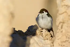 Swallow: 80188221 Violet-green swallow - male adult bird