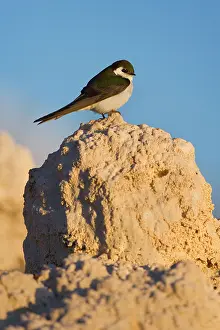 Swallow: 80188222 Violet-green swallow - male adult bird