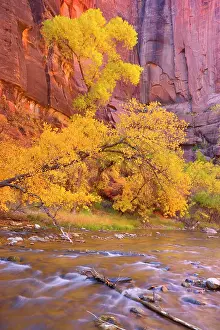 Walls: 80188224 Virgin River Canyon - red sandstone walls