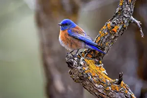 Bluebird: 80188237 Western bluebird - adult male bluebird