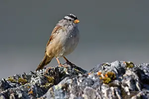 Sparrow: 80188239 White-crowned Sparrow - adult sparrow sitting