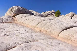 Pocket: 80188250 White Pocket - little pinyon pine growing