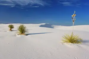 Steffen & Alexandra Sailer: 80188261 White Dunes - sea of white gypsum dunes