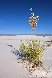 Steffen & Alexandra Sailer: 80188271 White Dunes - sea of white gypsum dunes