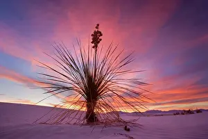 Steffen & Alexandra Sailer: 80188282 White Dunes - sea of white gypsum dunes
