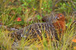 Steffen & Alexandra Sailer: 80188284 Willow Ptarmigan - by brush and grass camouflaged