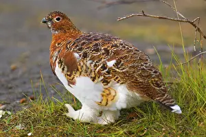 Steffen & Alexandra Sailer: 80188285 Willow Ptarmigan - male adult with partly