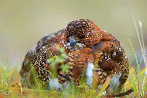 Steffen & Alexandra Sailer: 80188286 Willow Ptarmigan - sleeping male adult