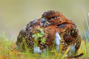 Steffen & Alexandra Sailer: 80188287 Willow Ptarmigan - male adult with partly