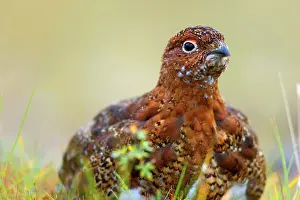 Steffen & Alexandra Sailer: 80188288 Willow Ptarmigan - male adult with partly